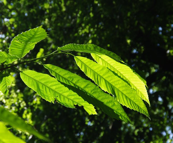 Leaves in sunshine