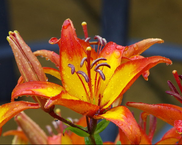 Lily in the rain