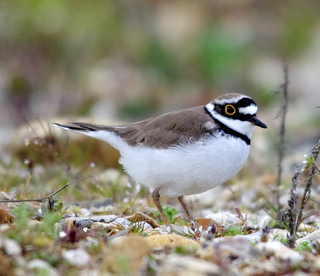 little ringed plover