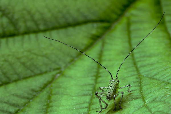macro