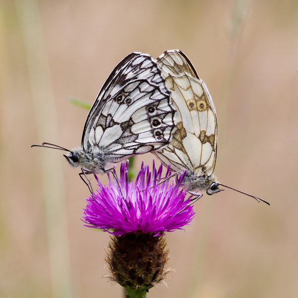 Mating Marbled White Butterflies