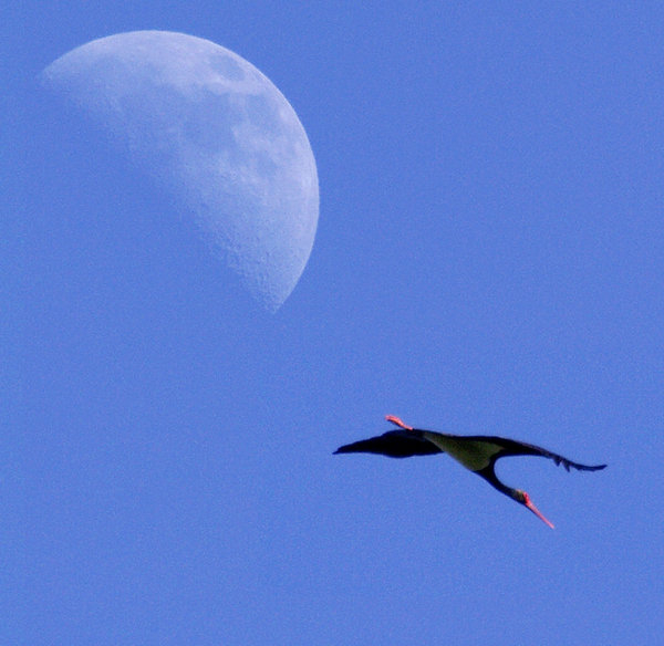 Mooning stork