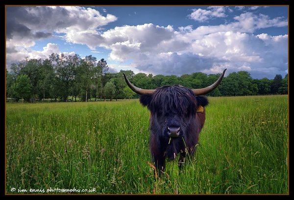 Mootiful