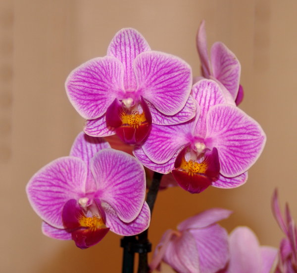 Moth Orchid