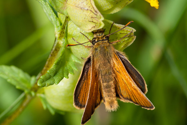 Moth