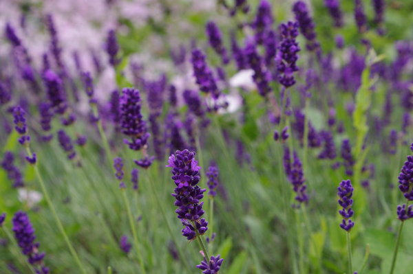 Norfolk Lavender