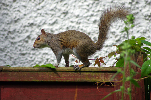 Pesky Squirrel!