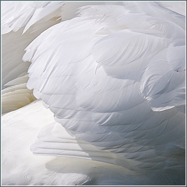 Plumage