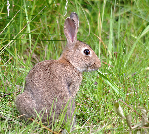 Posing Rabbit