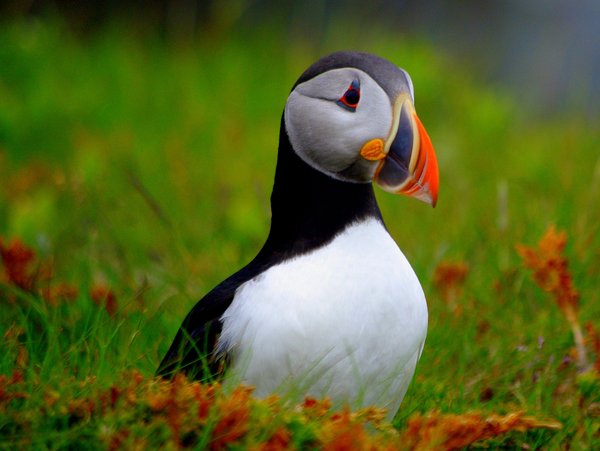 Puffins of Newfoundland, Canada
