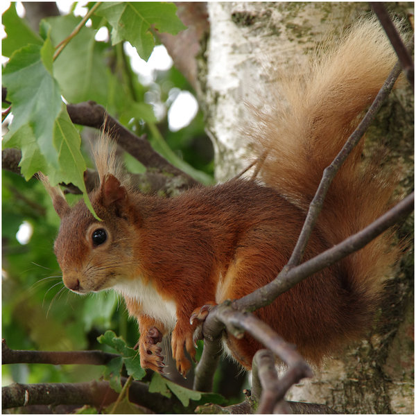 Red Squirrel in Tree