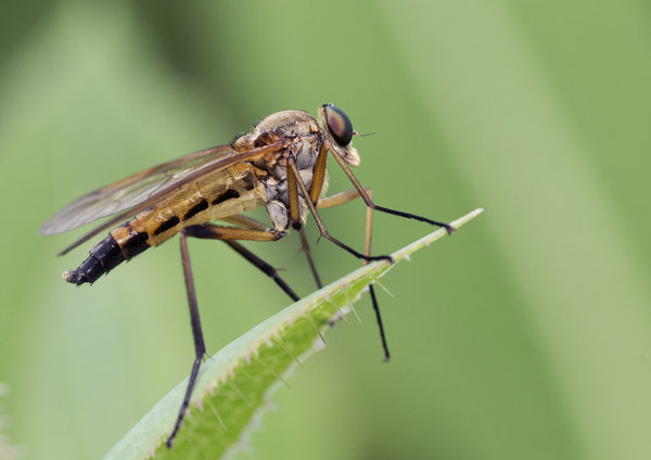 Rhagio tringarius