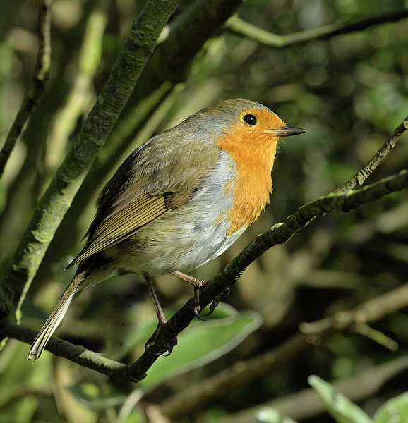 Robin