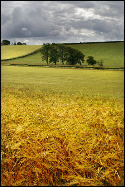 Rolling Hills with Cornfield