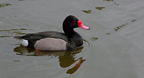 Rosy bill