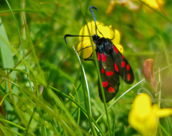Six spotted burnett