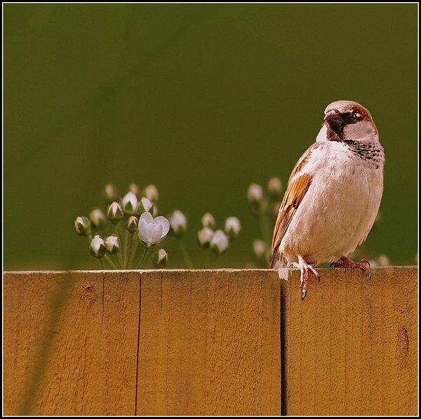 Sparrow