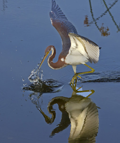 Splash