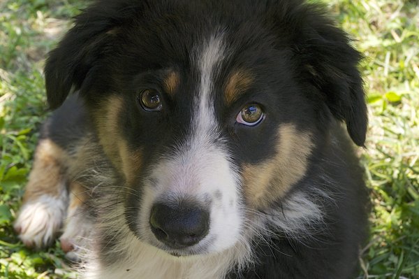 Stella