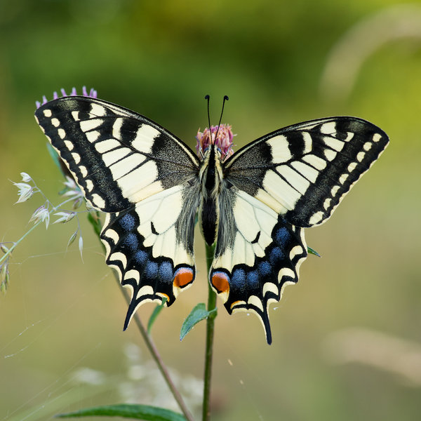 Swallowtail
