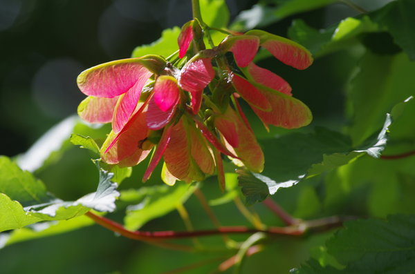 Sycamore Seeds
