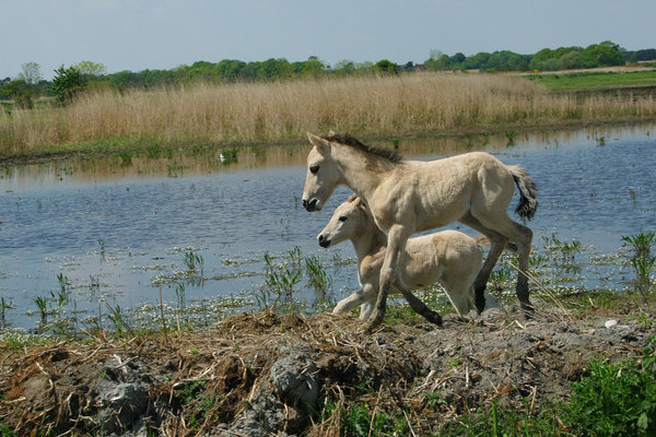 Two ponies