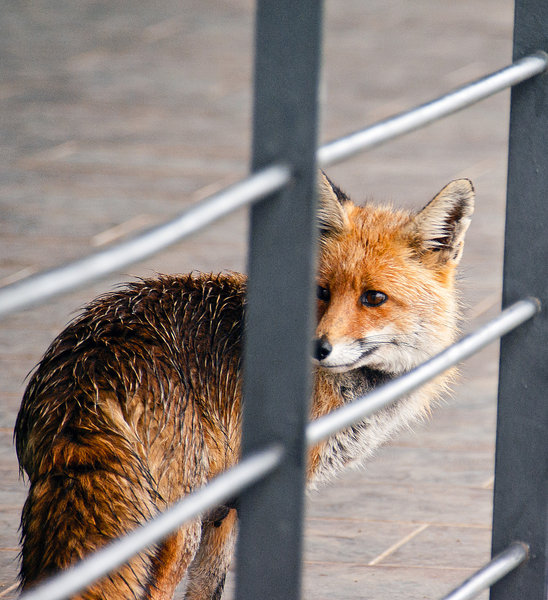 Urban Fox