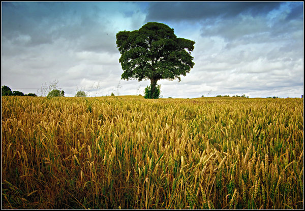 Wheatfield.