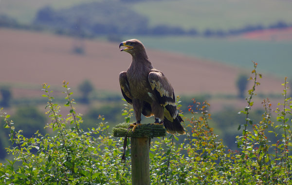 White Tailed Eagle