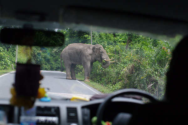 Wild Elephant