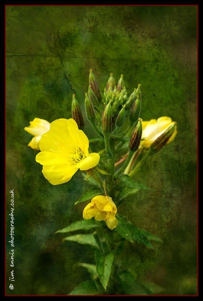 Evening Primrose