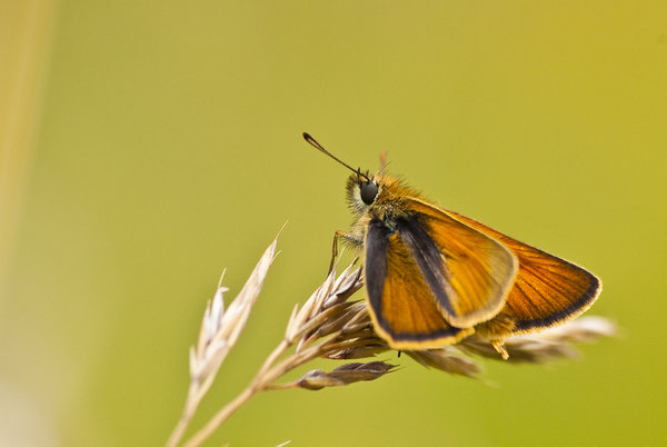 Winged wotsit - Skipper