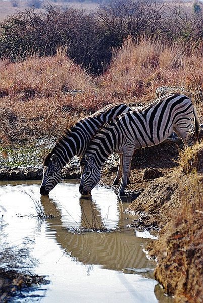 Zebra reflections