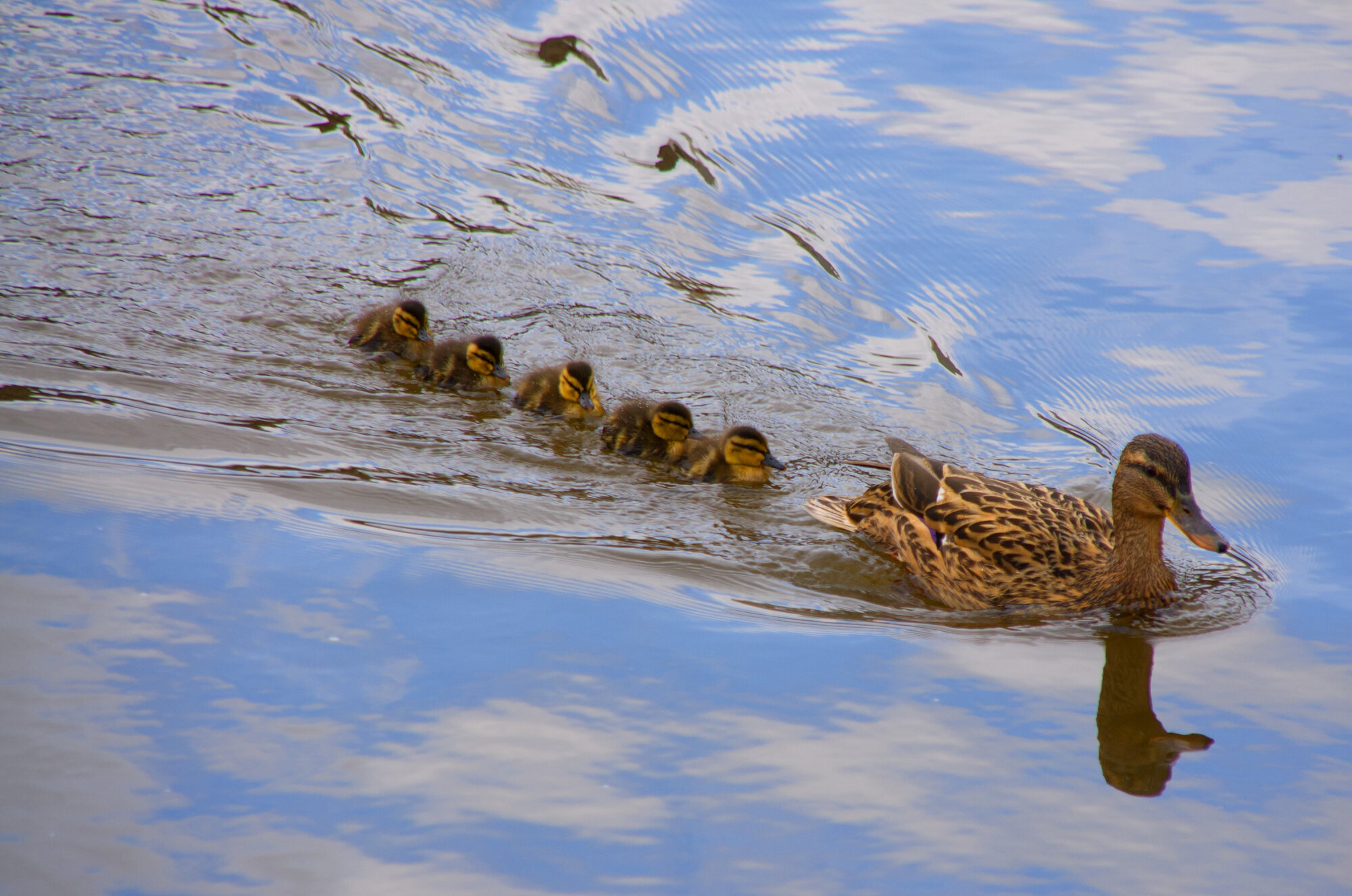 Follow my leader....
