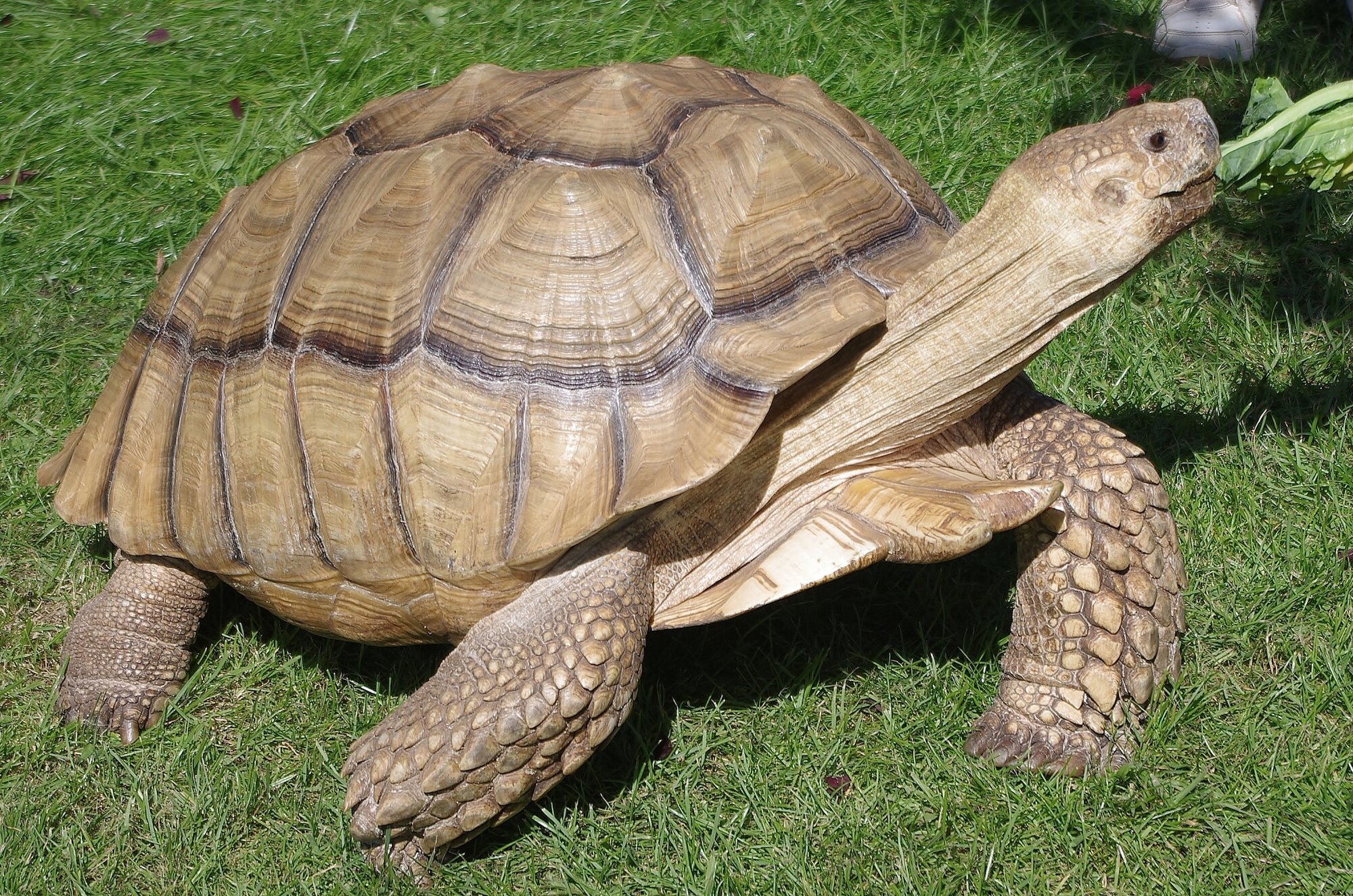 He is not Slow!!!