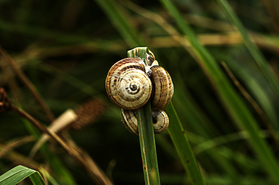 L'escargot