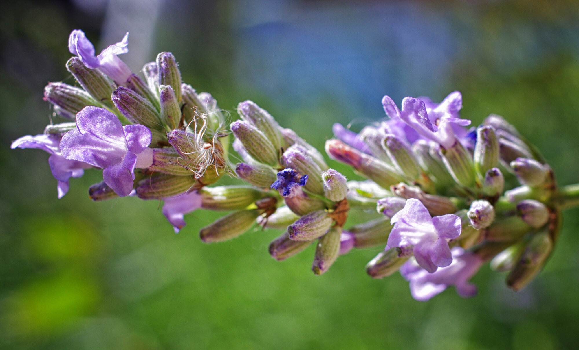 Lavender.