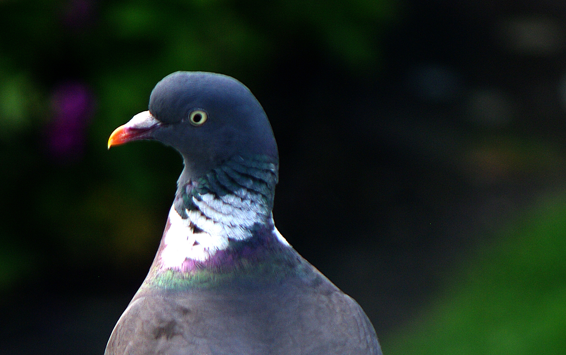 Pigeon Head Detail