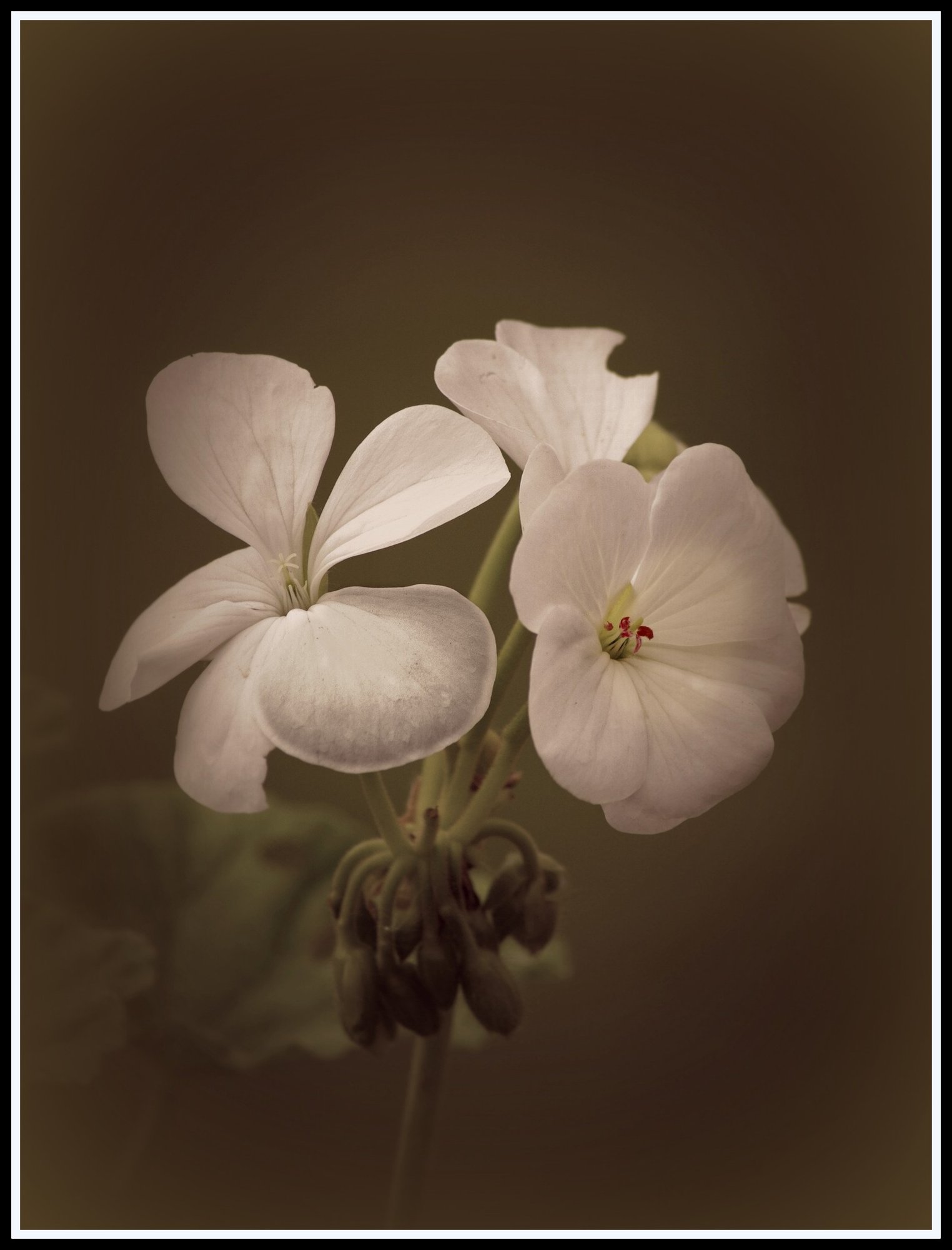 White Pelargonium