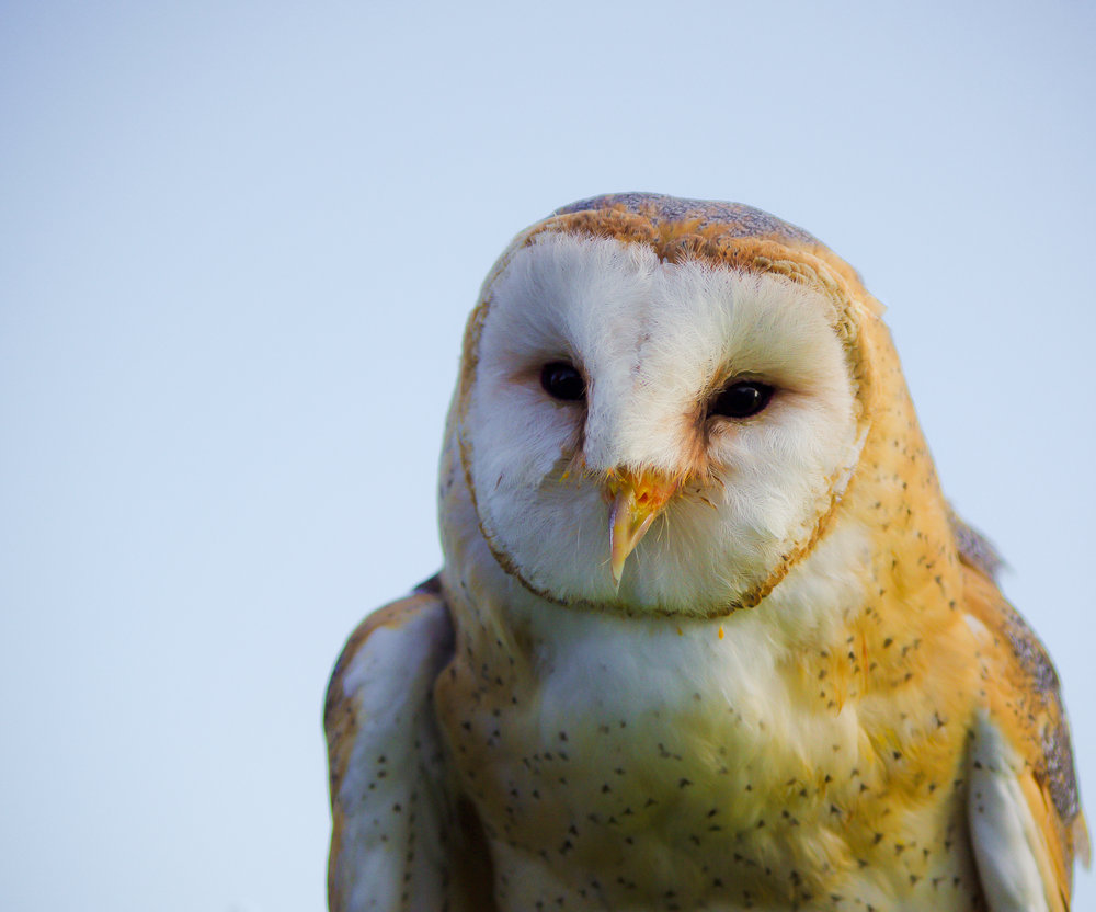 Barn Owl Portrait