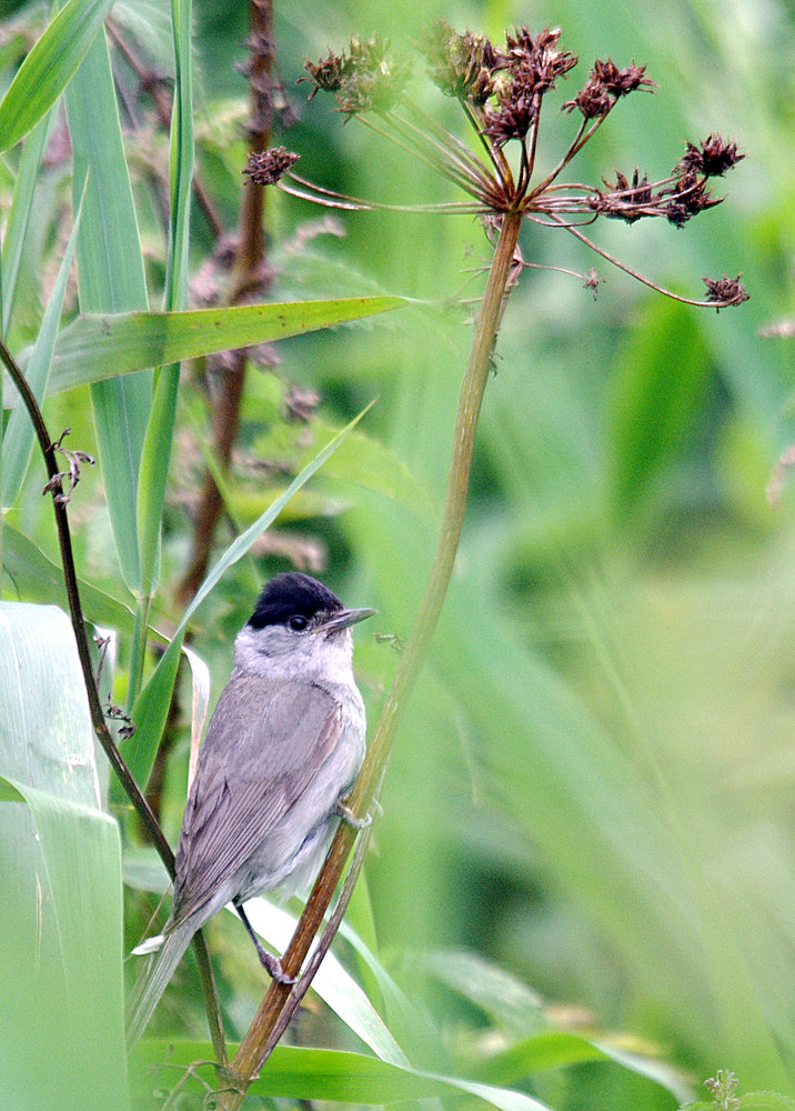 Blackcap