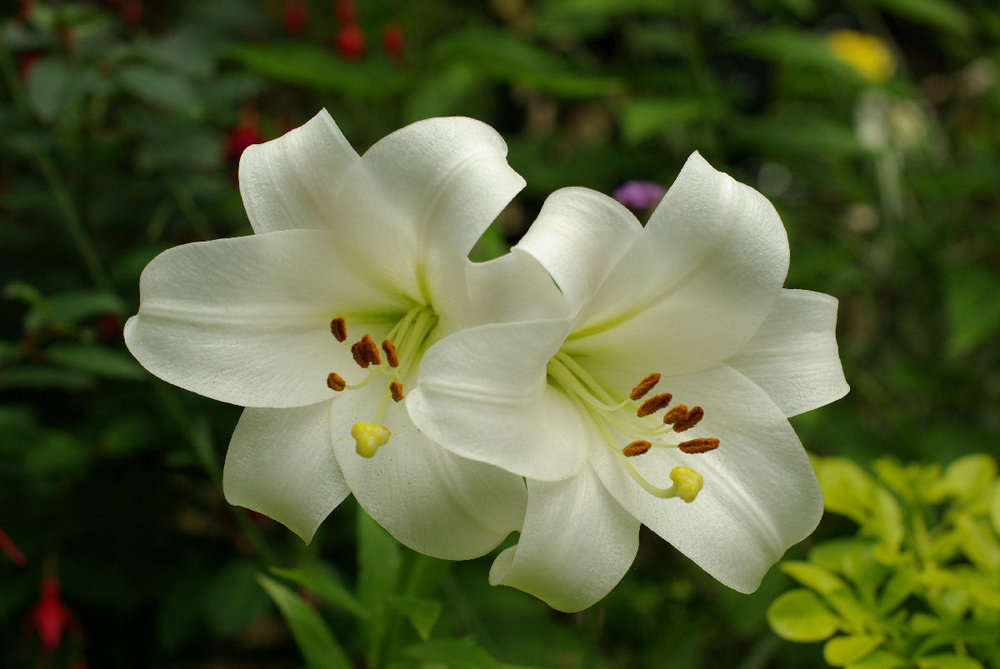 Lilium Regale