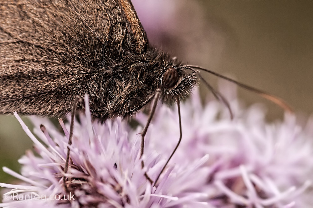 Mothy