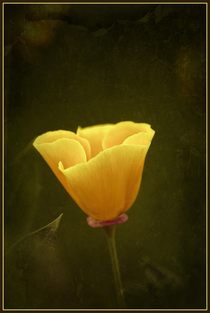 Poppy