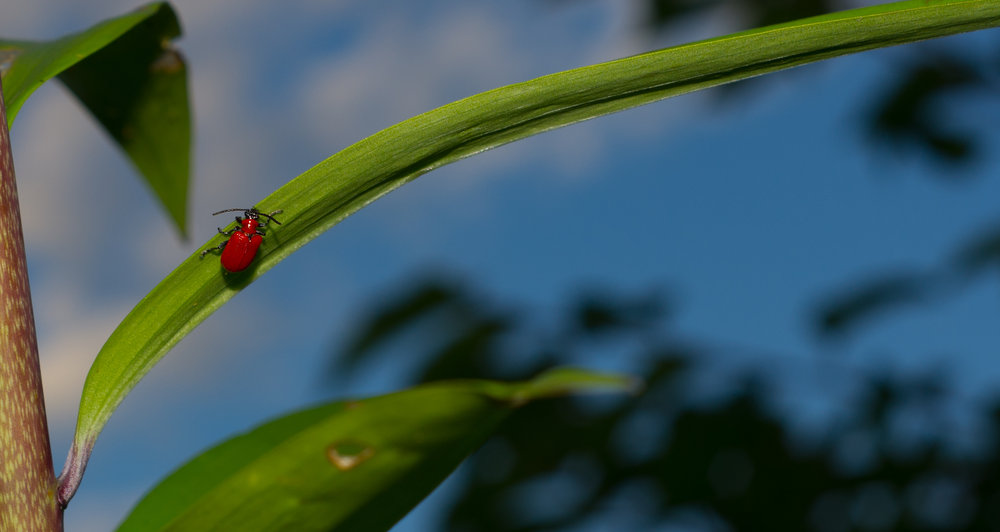 Red Bug