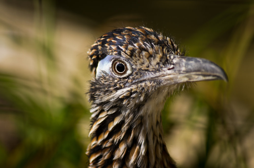 roadrunner