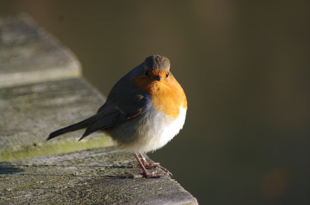 Robin