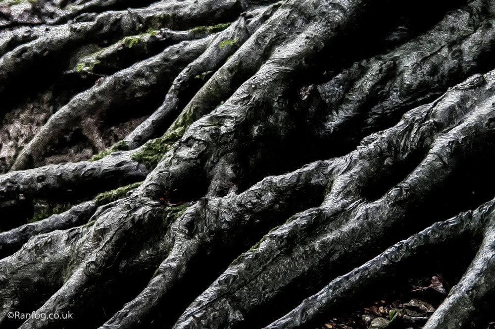 Roots