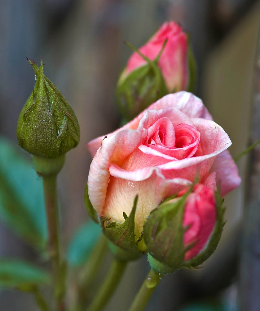 Rose and bud