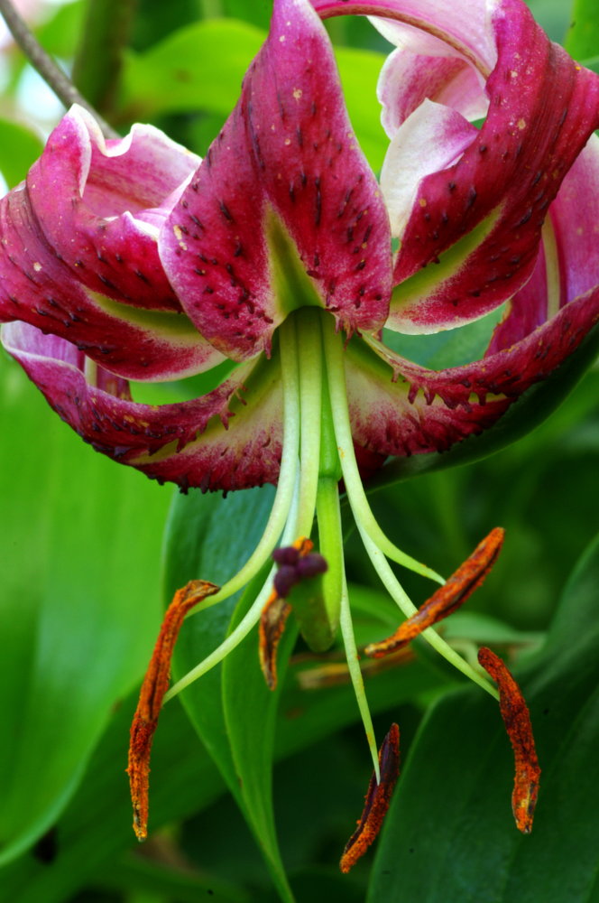 Upsidedown Flower